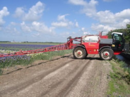 Spraying the Irisses